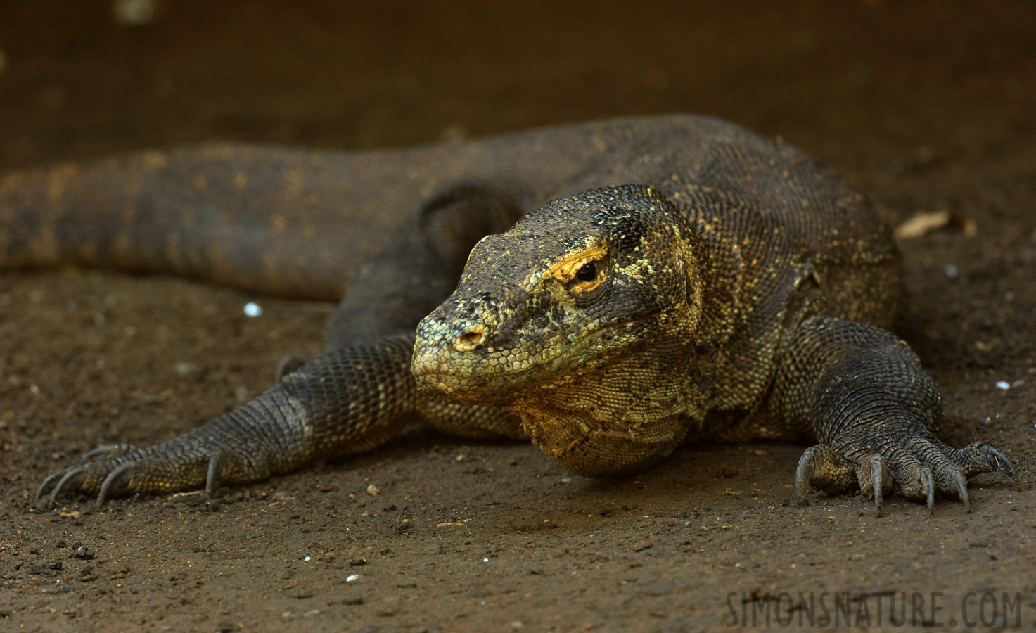 Varanus komodoensis [280 mm, 1/200 Sek. bei f / 8.0, ISO 3200]